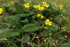 Potentilla anserina